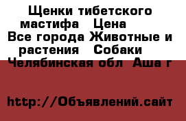 Щенки тибетского мастифа › Цена ­ 80 - Все города Животные и растения » Собаки   . Челябинская обл.,Аша г.